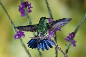hummingbirds