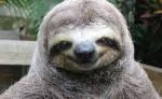sloth
